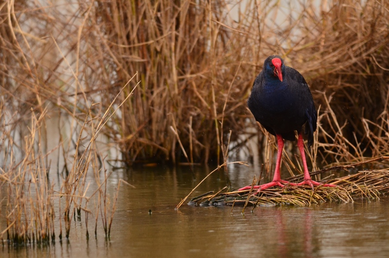Porphyrio porphyrio